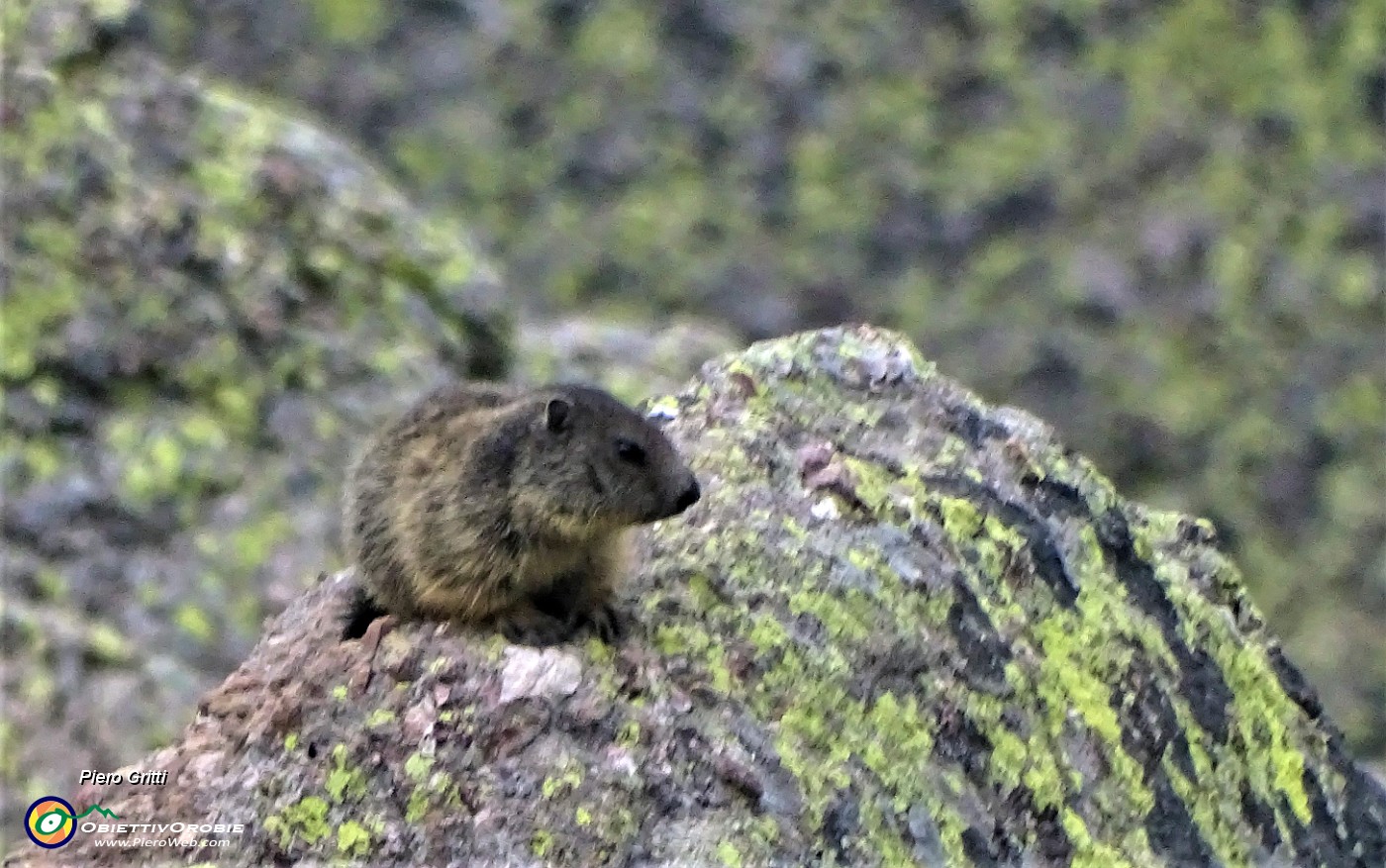 87 Marmotta al maxi-zoom.JPG -                                